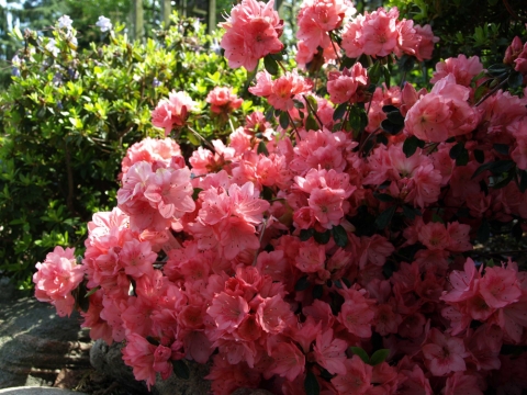 Azalia japońska (Rhododendron japonicum) Blaauw